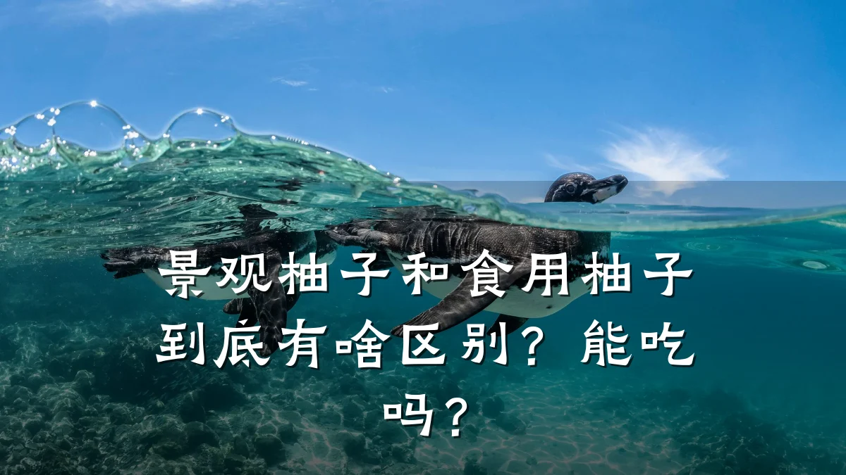 景观柚子和食用柚子到底有啥区别?能吃吗?