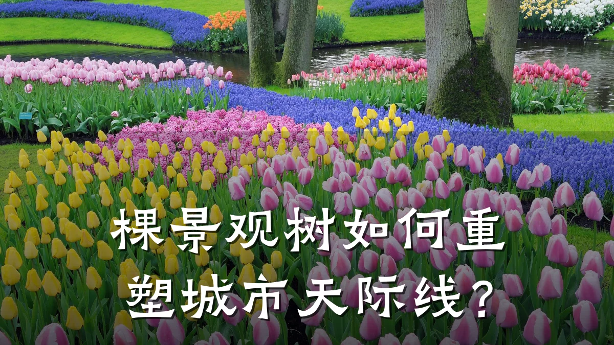 棵景观树如何重塑城市天际线？