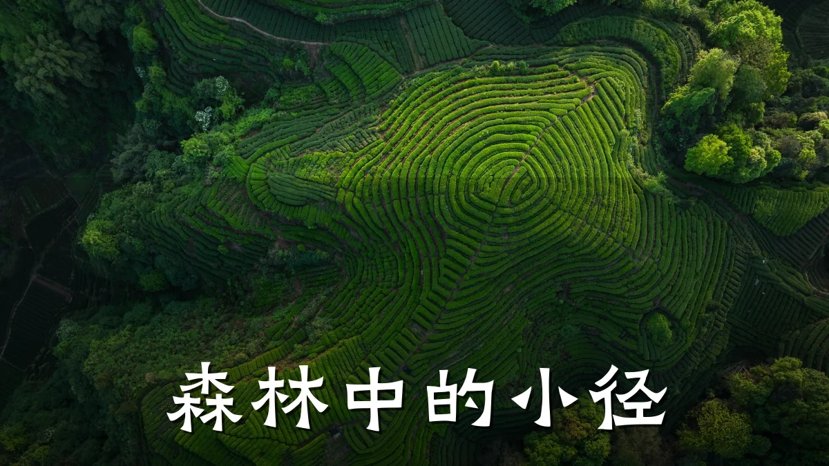 森林中的小径