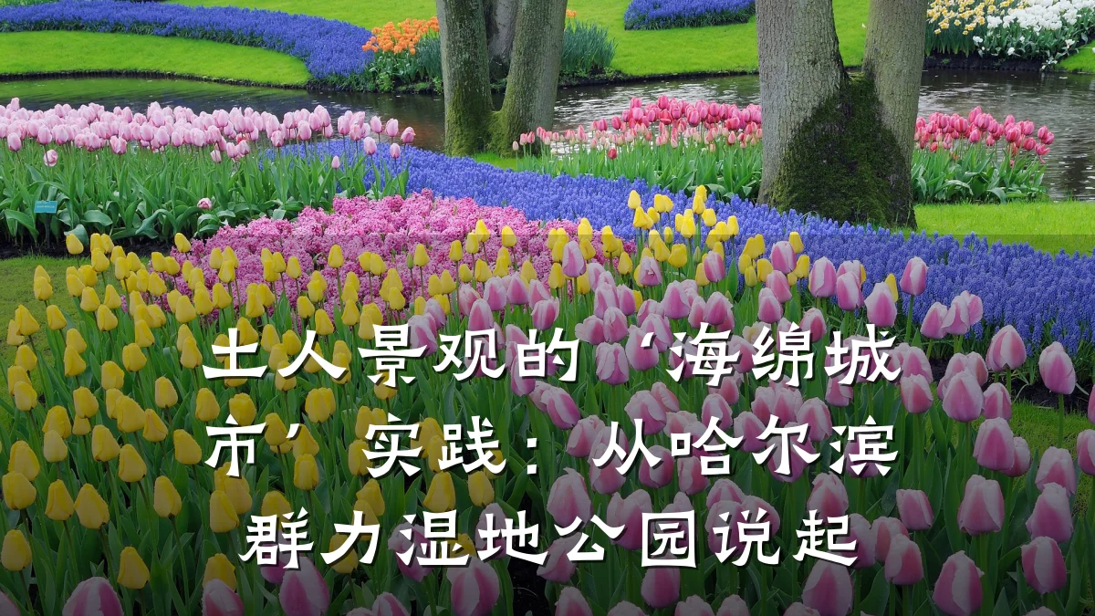土人景观的‘海绵城市’实践:从哈尔滨群力湿地公园说起