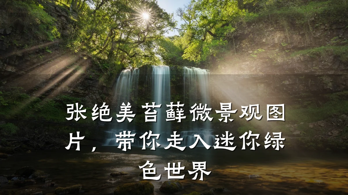 张绝美苔藓微景观图片,带你走入迷你绿色世界